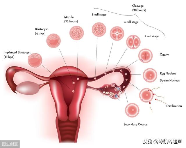 「你的育儿经」女性备孕前要做哪些检查？这6项必不可少！