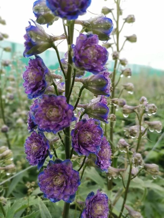 风靡花友圈的重瓣宿根飞燕草