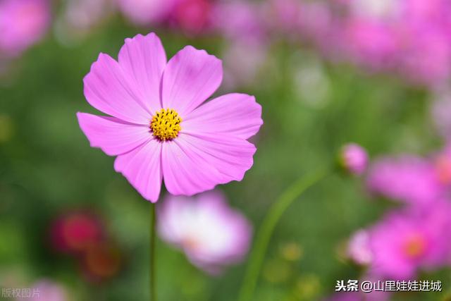 荒芜人烟的野草，看着美丽的花朵