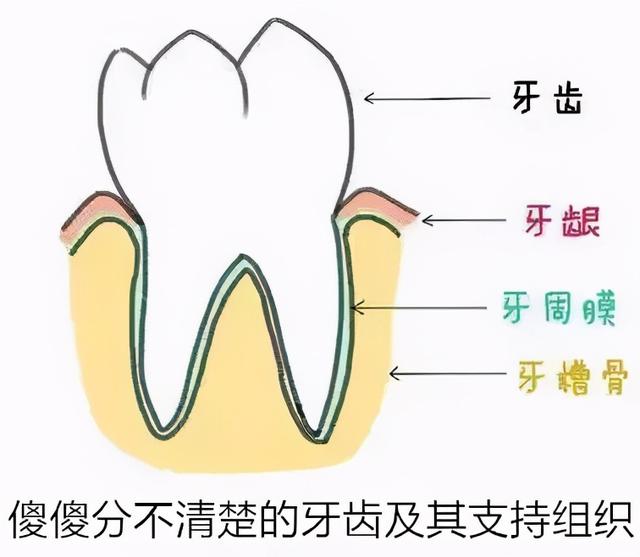 “老掉牙”？不是人老了就要掉牙，牙齿松动的病根是它