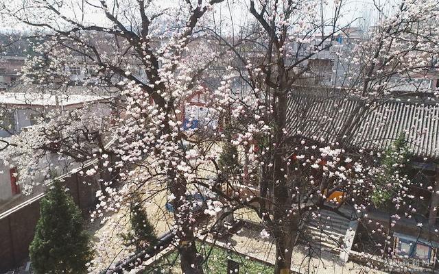 [趣旅游]双玉兰古树，来自春天的使者