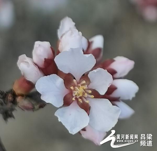 「黄河新闻网吕梁频道」柳林：一年好景春尚在 最美不过三月天