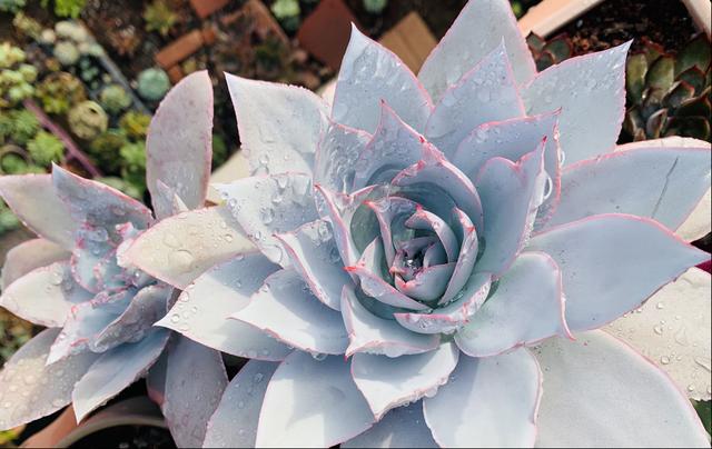 这“三多肉”遇水易窜芽，“寓意好”越老越值钱，可当“传家宝”