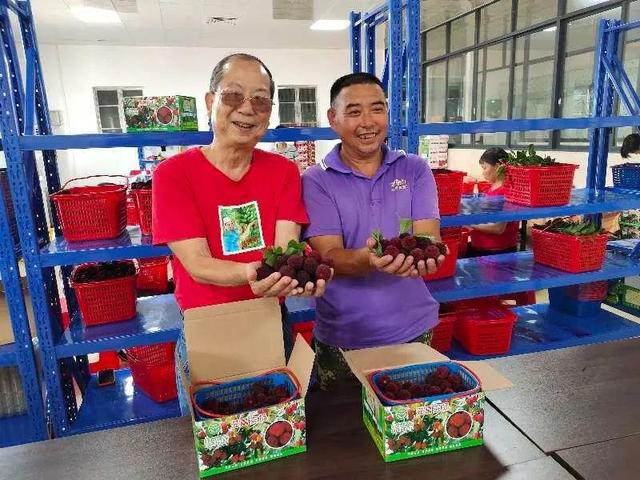 《摇钱树》栏目到始兴县拍摄丨“通叔”为始兴杨梅代言|9号放映厅