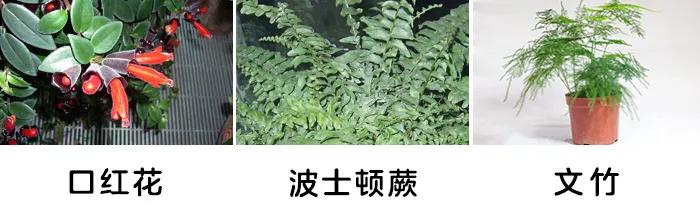 「你的育儿经」一盆绿植竟让孩子踏入“鬼门关”！这些植物有毒，别养