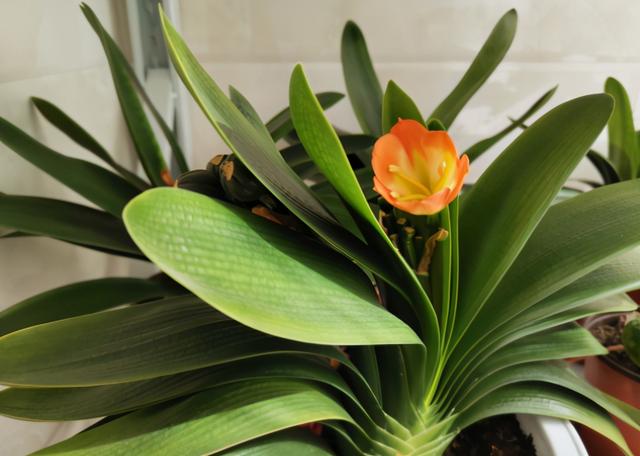 3种植物即将开花，花量大还特美丽，不入手很可惜