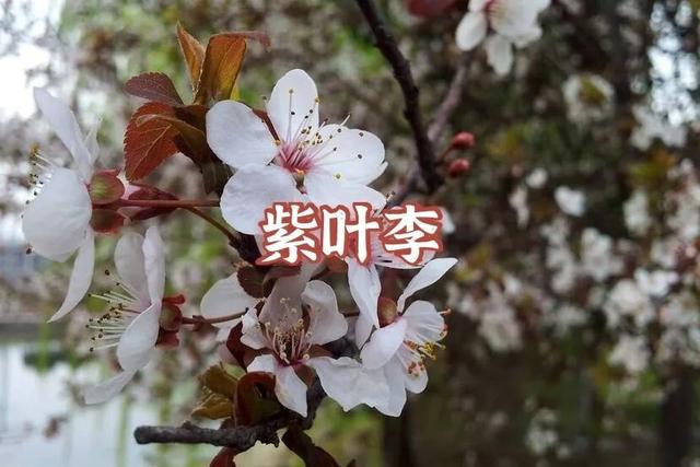 答案|春天来啦！我宣布：上海人“花痴”等级考开始！全答对算侬结棍