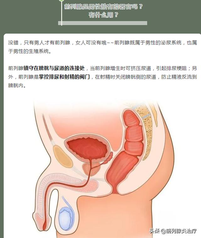 大会不发言，小会不发言，就前列腺发炎