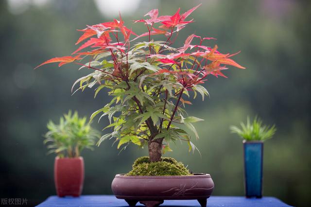 不花钱，养出花卉市场里上千的盆景