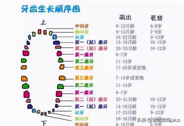 宝宝准确的出牙时间、顺序是什么？一张图告诉你，你家娃中了没