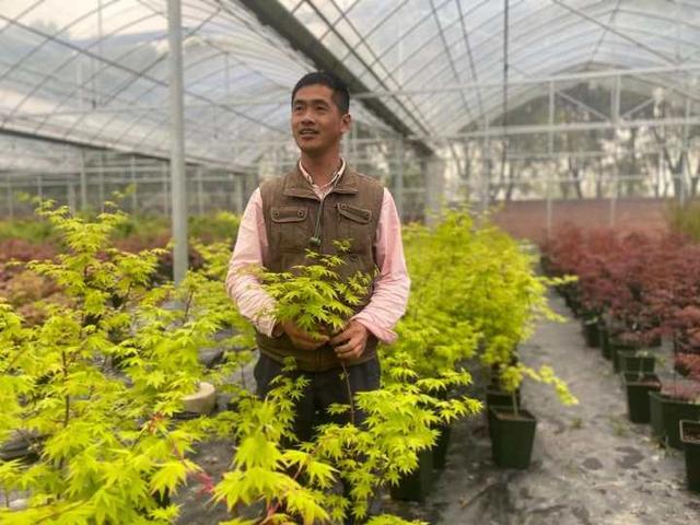 枫树|有图有真相，春天的枫叶实在太迷人了，浙江有人卖它年入百万