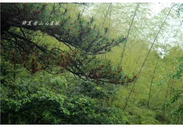 在路上▲天下第一奇山,风景优美奇松怪石,游客慕名而来