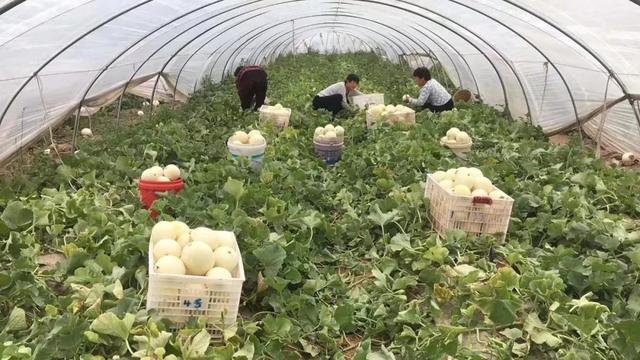 【你的育儿经】家里有小朋友，尽量别给他吃垃圾食品，多吃这5种水果，营养美味