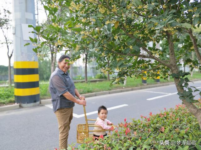 丹桂金秋迎双节，小城云梦满城香