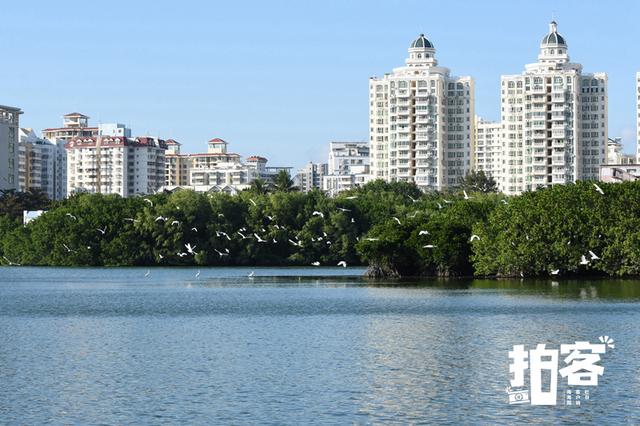 海南大学东坡湖一群白鹭在飞舞.