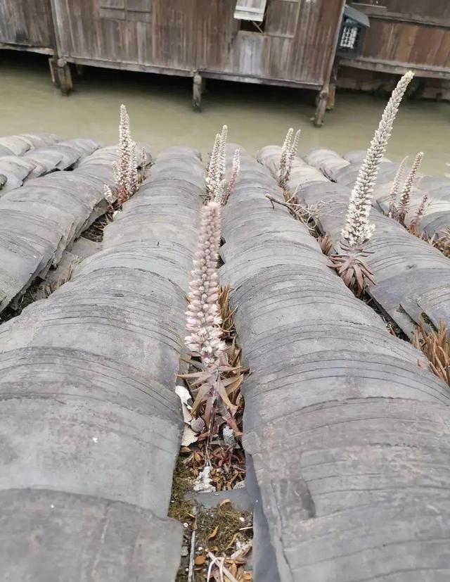 房顶上长满不死鸟，密密麻麻一大片，不会把屋顶压塌了吧？