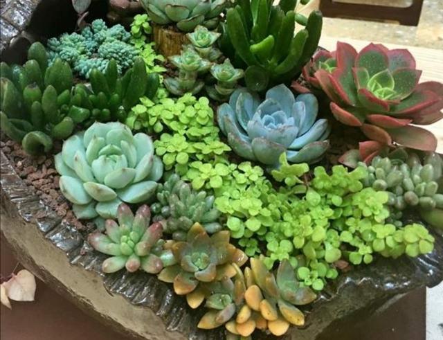 5种多肉不怕冻，冬天不用担心冻伤，养起来很省心