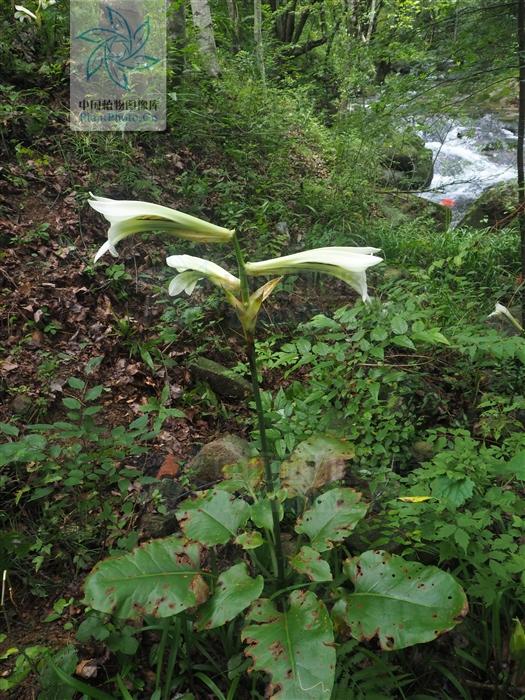 心叶百合，见过吗？清肺止咳，解毒。用于鼻窦炎、中耳炎