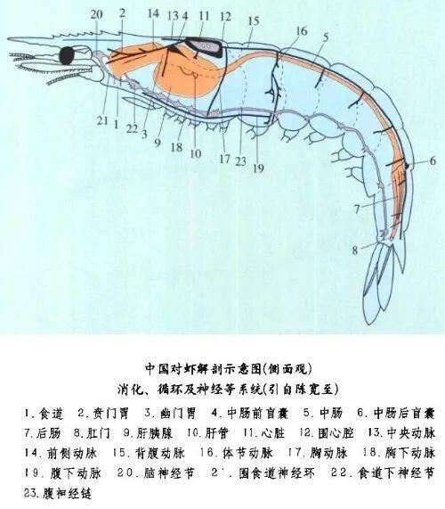 虾线真的很脏吗？