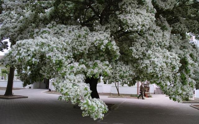 夏天能看到雪景，原因都是因为这些花卉