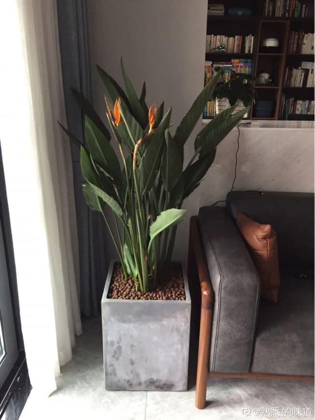 15种镇宅花，家里摆一盆，镇宅旺运超霸气