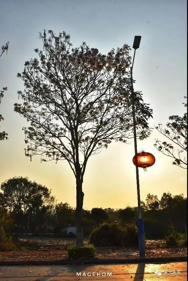 旅行柚子君■这个春天,乐东的花又开好了 趁着花期,可以出去赏花哦!