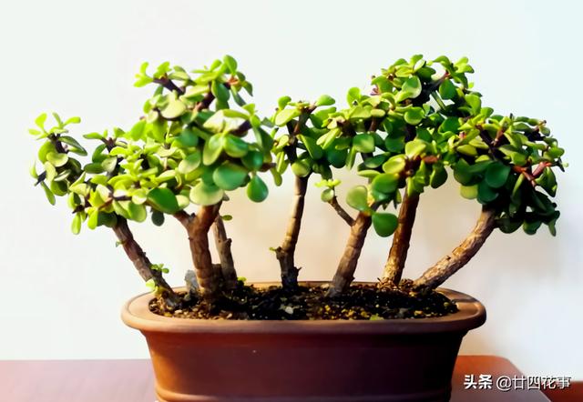 4种花，小苗“很便宜”，越养越“值钱”，聪明花友都喜欢