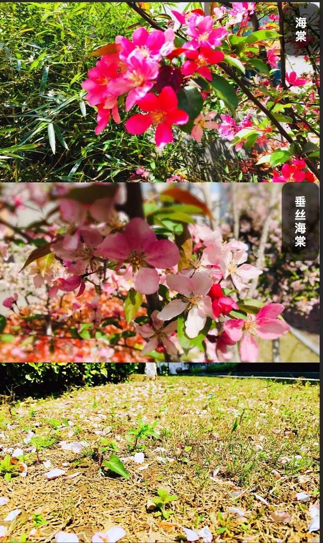 你的育儿经：最美四月天 海安市长江路幼儿园在等你