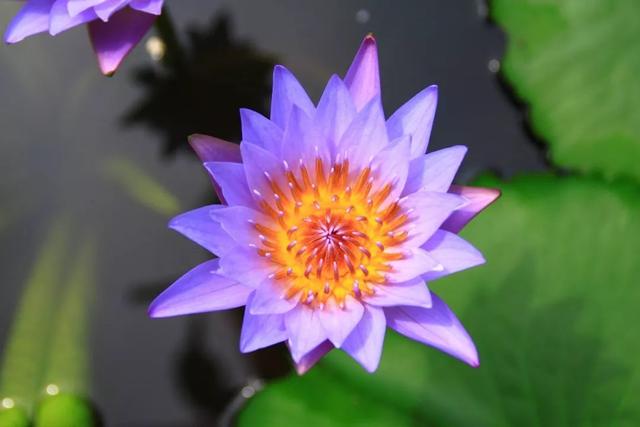 大咖分享 | 蓝色花境植物有那些？