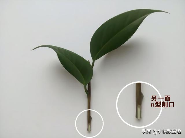 茶花|大神扦插茶花，多削了2刀，60天爆根，健壮均匀