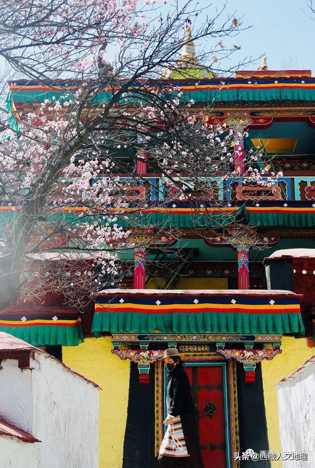 「世界那么大」春分，拉萨一树桃花的温柔倾诉