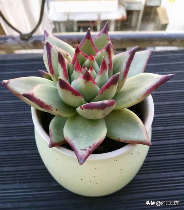 多肉不怕冷，尤其是“厚叶型”，冬天放在露台上，叶片更诱人