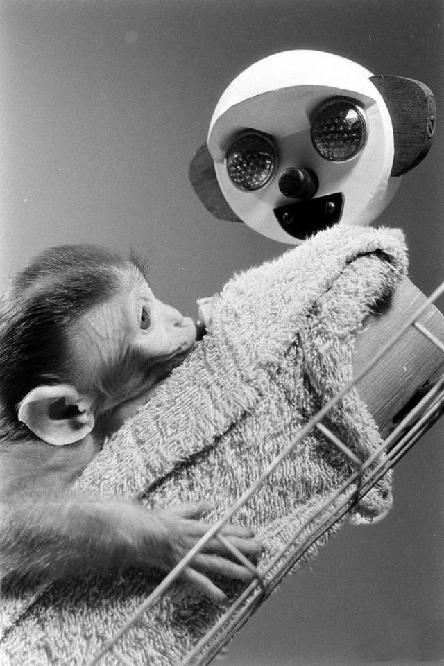 残忍的“代母实验”，揭露了最真实的母子关系