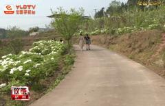 [旅行柚子君]仪陇新政镇杏子坪村：花开争艳游人相约赏春景