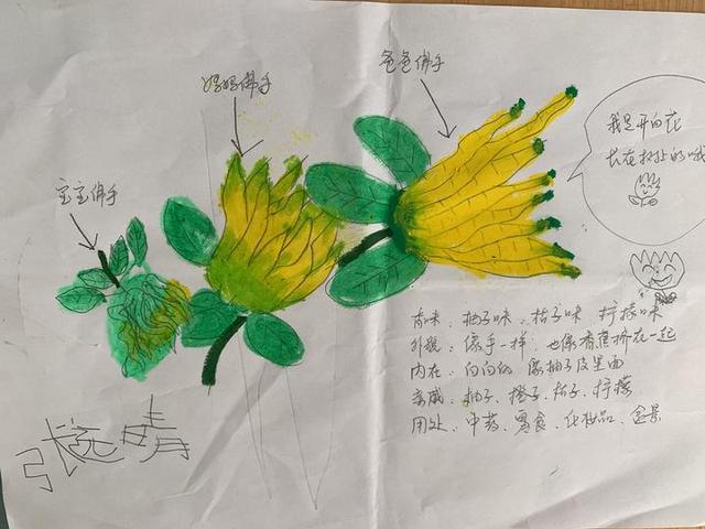 佛手|当孩子遇到佛手，会一场怎样的深秋邂逅？既是非同寻常的中医体验，更是传承着中华文化