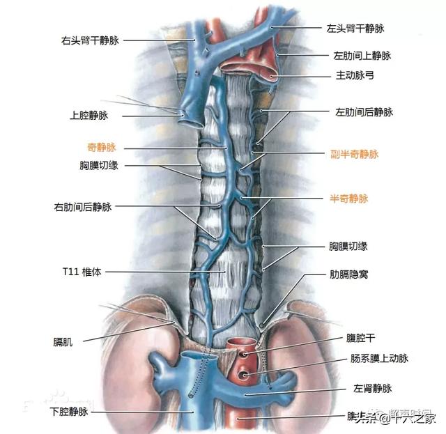 你的育儿经|胎儿下腔静脉缺如