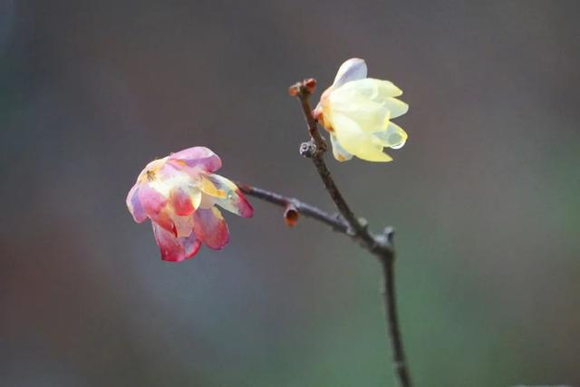 蜡梅|气温回暖，上海植物园‘两梅’腊月齐争辉