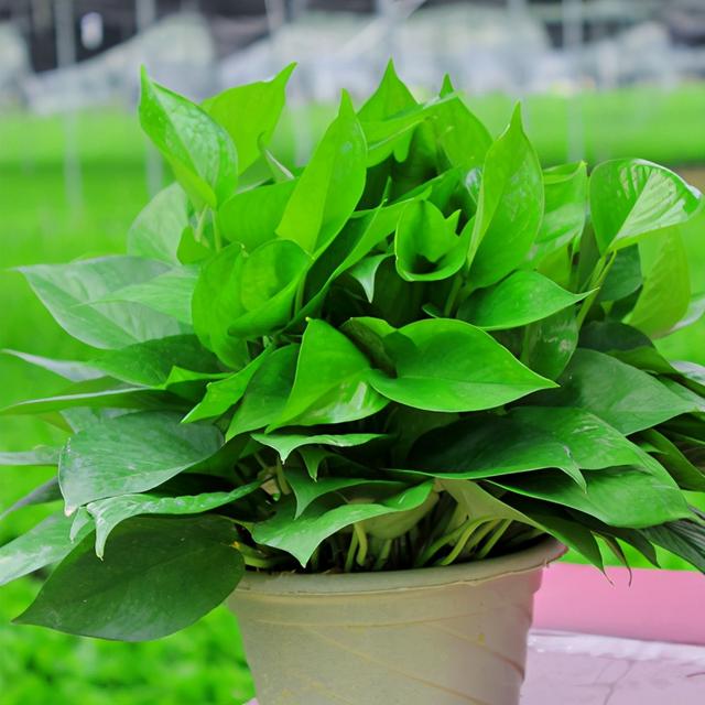 一到冬天绿萝就黄叶，怎么让叶子绿油油过冬？先做好这几点