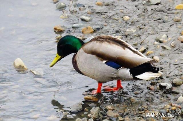 『旅行百事通』阳春三月、春暖花开，旅途中请注意您的言行举止，可否？