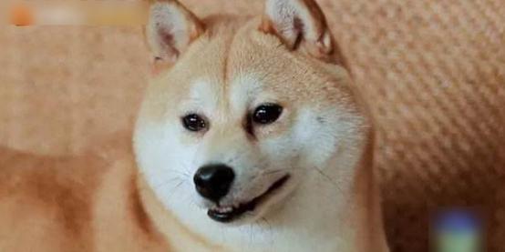 《向往》的两条狗怎么了？泪痕明显没活力，状态大不如前资讯早知道