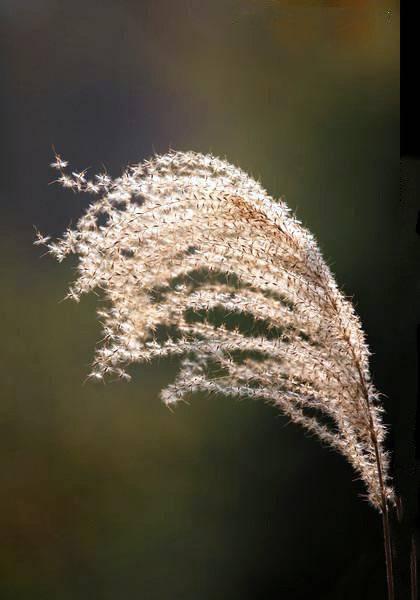 冬阳芦苇｜数九寒天，傲然挺立