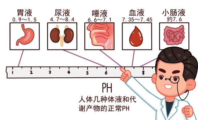 酸性体质真的是百病之源吗？是科学还是谣言？一文说清楚