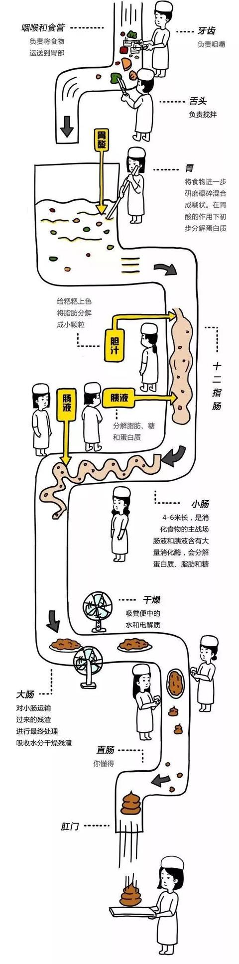 通过大便判断是否得癌？究竟什么样的大便，才是正常、健康的？