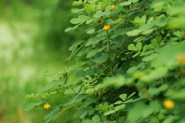 此草被称为乡下最“牛”药草，药效惊人，能治多种顽症，值得采摘