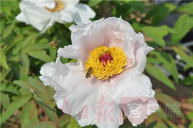 #全国党媒信息公共平台#灵宝市：油牡丹盛开，有风景更有“钱”景