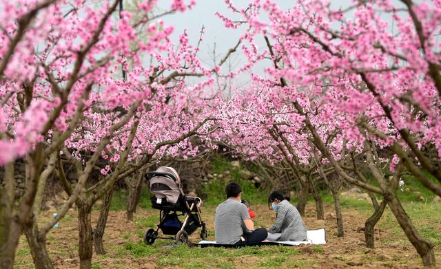 「新华社」陕西西安:桃花灼灼斗春芳