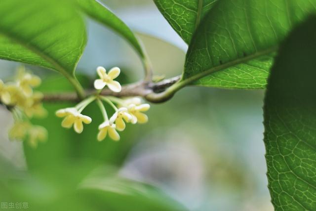 桂花飘香时节，最适合思念故人