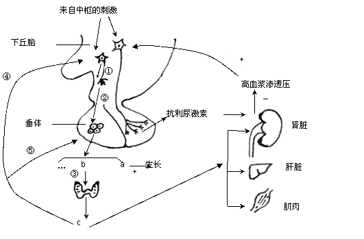 神经递质|辟谣！心胸开阔一些就不会得抑郁症了？你们还是太年轻了