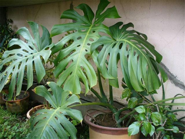 别看这几种花油亮亮，但养护要小心，有一定毒性