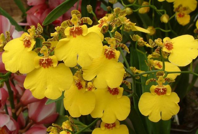 3种耐寒花，冬天养很省心，开花香喷喷寓意好